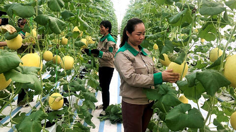Quảng Ninh quyết tâm chuyển đổi số trong nông nghiệp