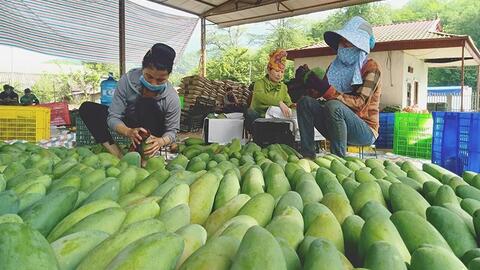 Triển khai hiệu quả nghị quyết về phát triển nông nghiệp ở Sơn La