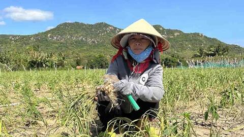 Nông dân Ninh Thuận điêu đứng vì tỏi mất mùa, mất giá