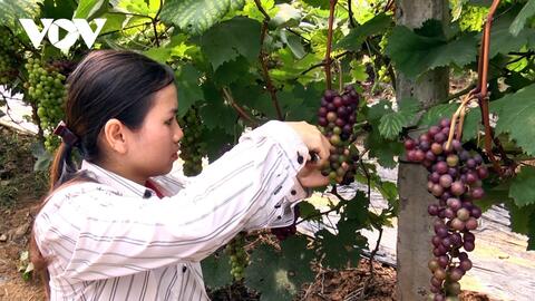 Phát triển cây ăn quả chất lượng trên đất đồi Yên Bái