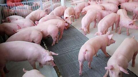 Nông dân “phấn chấn” vì giá lợn, hồ tiêu, cao su đang tăng
