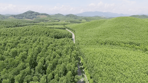 Để sớm đạt mục tiêu Net Zero: Trồng thêm 500.000 ha rừng gỗ lớn