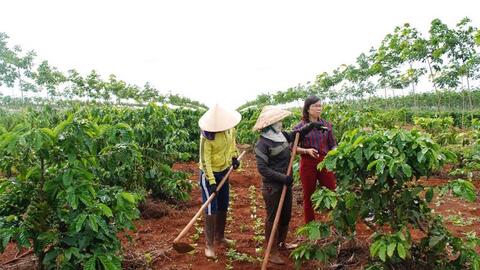 ACIAR hỗ trợ ngành nông nghiệp Việt Nam triển khai 8 dự án mới