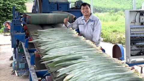 Việt Nam thành công sản xuất quy mô lớn tơ, sợi, vải sinh thái từ lá dứa