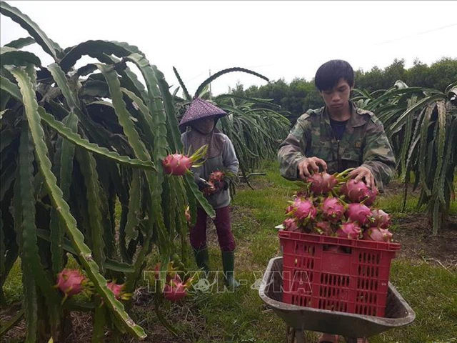 Tác động kinh tế và các giải pháp ứng phó dịch COVID-19 - Bài 2: Chủ động thích ứng - Ảnh 1.