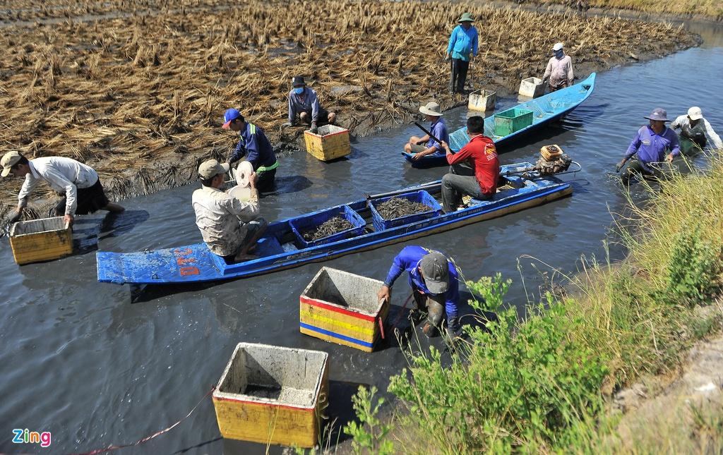 Nuoi tom cang xanh xen voi lua, nong dan mien Tay thu loi tram trieu hinh anh 1 tomcang0006_zing.jpg