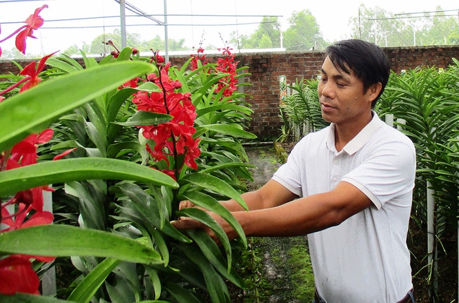 Mô hình trồng phong lan Mokara tại H.Hòa Vang (Đà Nẵng) của ông Nguyễn Xuân Hùng cho thu nhập trên 350 triệu đồng/năm /// Ảnh: S.X