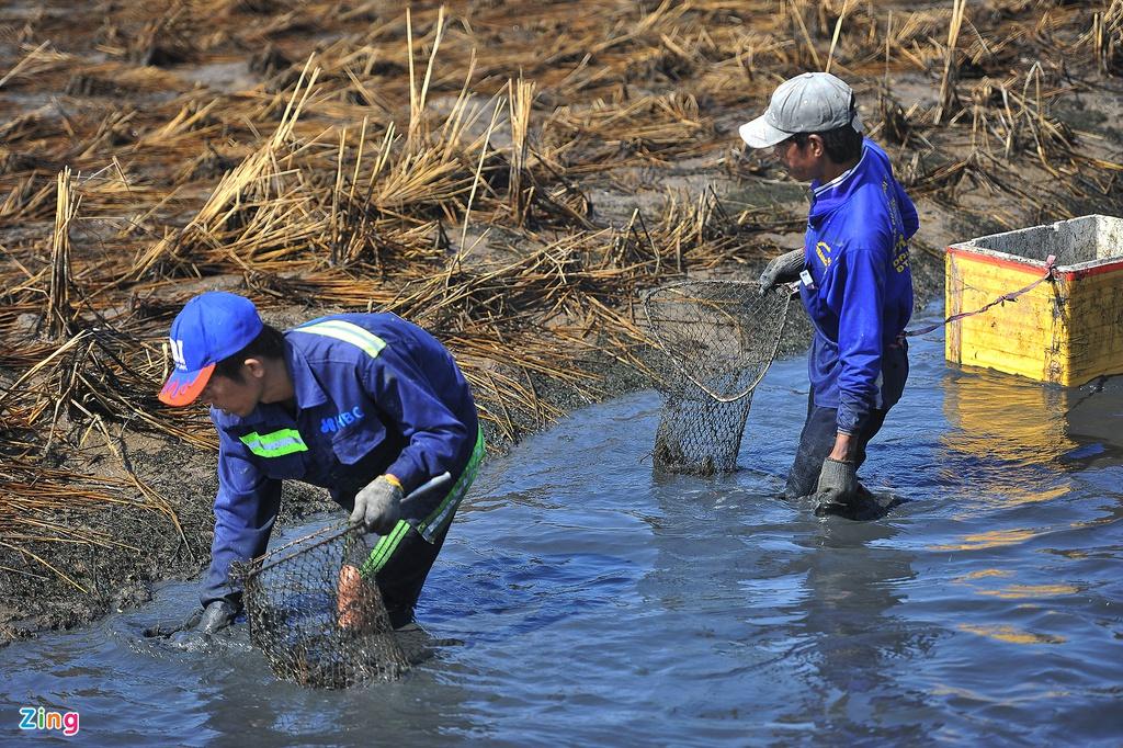 Nuoi tom cang xanh xen voi lua, nong dan mien Tay thu loi tram trieu hinh anh 2 tomcang0003_zing.jpg