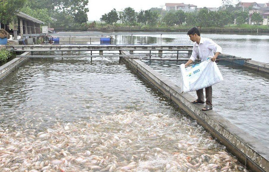 nuoi-trong-thuy-san-ung-dun.jpg