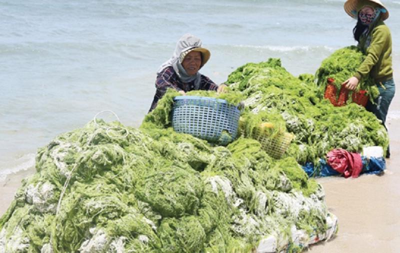 Phát triển nghề trồng rong dưới biển không chỉ giúp nâng cao sinh kế cho người dân, mà còn giúp giảm biến đổi khí hậu.