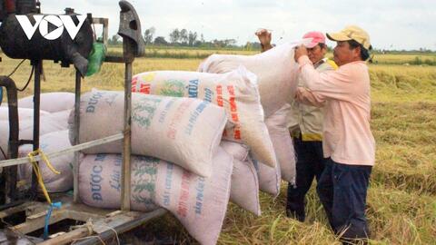 Xuất khẩu gạo sang các thị trường chính sụt giảm trong tháng đầu năm