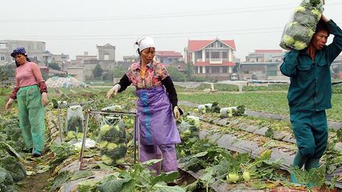 Khó khăn trong mở rộng thị trường nông sản ở Thái Bình