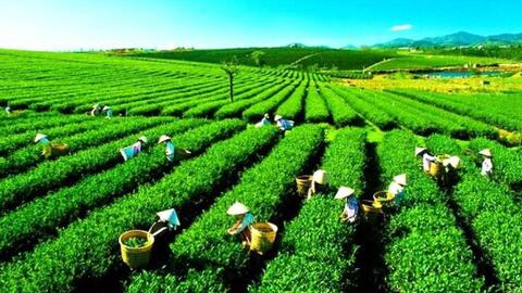 Việt Nam sẽ thành cường quốc nông nghiệp, nông thôn là nơi đáng sống