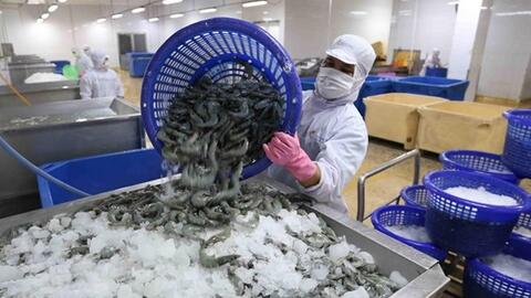 Tôm xuất khẩu: Kém sức cạnh tranh