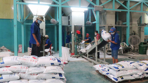 Hạt gạo Việt Nam tạo đột phá mới