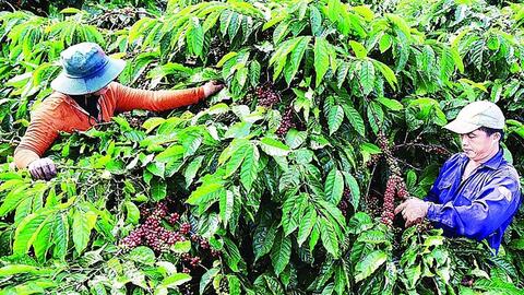 Ngành cà phê Việt nhiều dư địa phát triển
