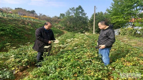 Mở hướng phát triển trồng cây dược liệu ở Cao Bằng