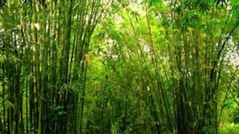Tiềm năng lớn của ngành tre Việt Nam