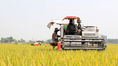 Vụ xuân được mùa, được giá, nông dân phấn khởi