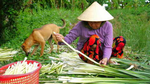 Từ cỏ dại trở thành đặc sản giúp nông dân vùng trũng có thu nhập ổn định