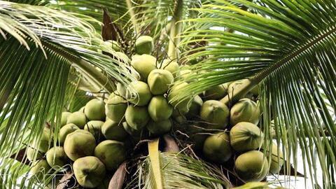 Bến Tre phát triển ngành dừa bền vững