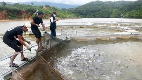 Giảm phát thải và phát triển xanh trong chăn nuôi và nuôi trồng thủy sản