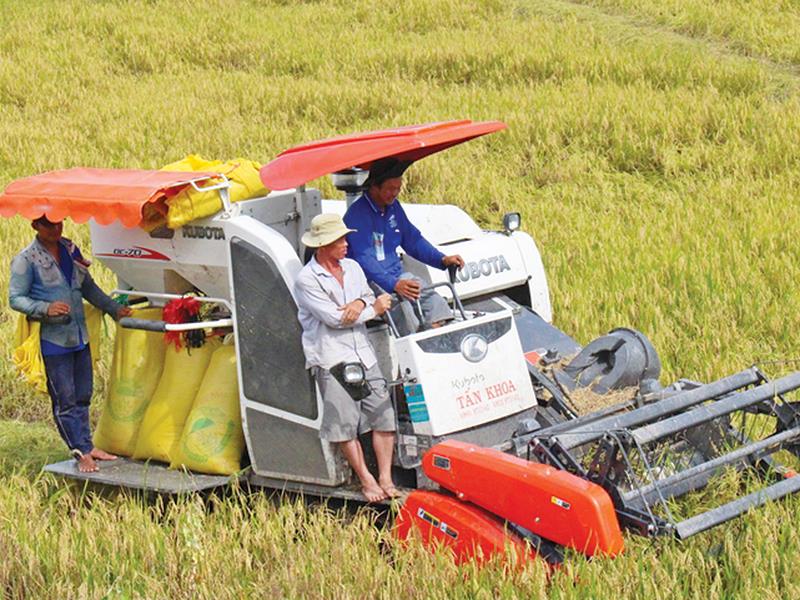 Sản xuất lúa ở Hậu Giang.