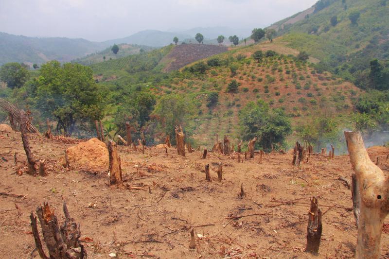 Hiện còn hơn 3,3 triệu ha rừng nghèo vẫn chưa được giao cho các chủ thể.