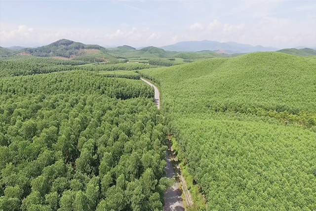 Rừng Việt Nam hiện hấp thu 39,5 triệu tấn khí CO2 mỗi năm.