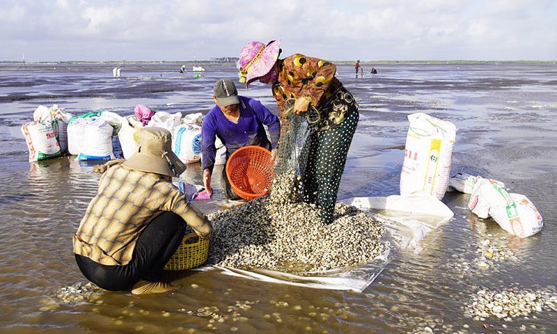 Con nghêu là một nguồn lợi thủy sản to lớn của tỉnh Bến Tre nói riêng, cả nước nói chung. Ảnh: Hoàng Nam.