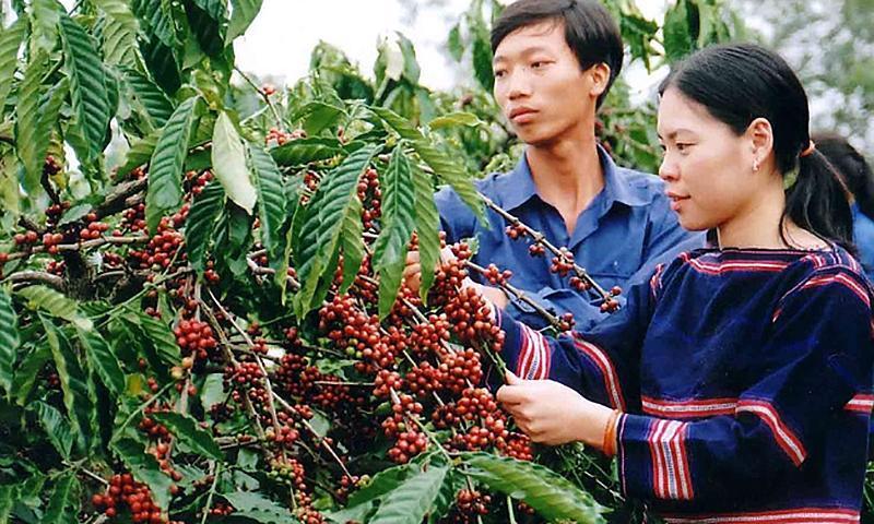 Tây Nguyên được quy hoạch là vùng phát triển bền vững, có nền kinh tế xanh và tuần hoàn, hình thành các vùng sản xuất lớn về cây công nghiệp, cây ăn quả, rau và hoa... Ảnh minh họa.