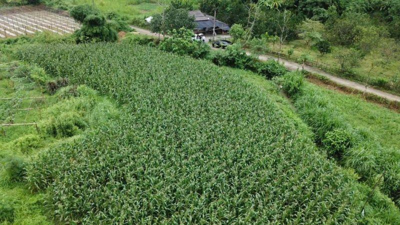 Diện tích rau, đậu các loại tăng so với cùng kỳ 2024 do các địa phương chuyển đổi cây trồng. (Ảnh: HNV)